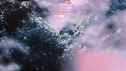 samehrabie giphyupload GIF