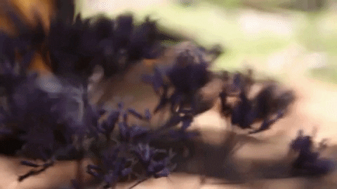 Flowers Grading GIF by JC Property Professionals