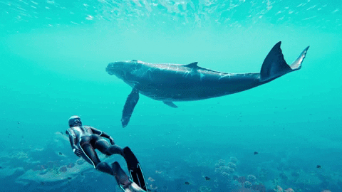 beyondbluegame giphyupload underwater whales beyondbluegame GIF
