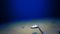 Deep-Sea Dive Yields Unusual Catch for Australian Researchers