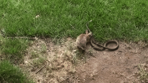 cuteanimalland giphyupload GIF