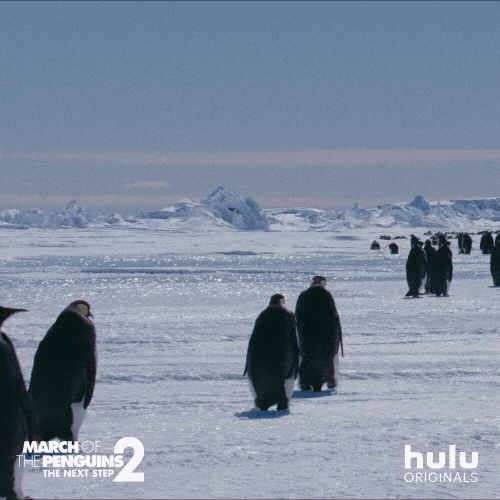 march of the penguins walk GIF by HULU