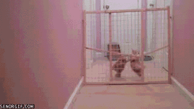 cat escaping GIF by Cheezburger