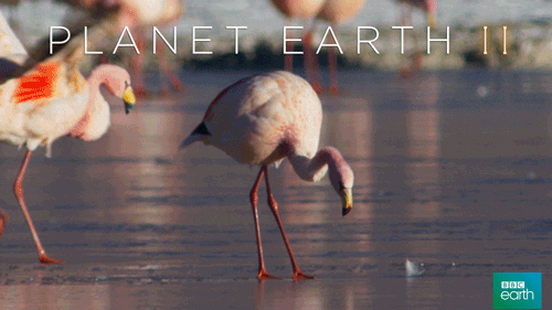 fail planet earth 2 GIF by BBC Earth