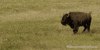 Open Range Running GIF by Reconnecting Roots