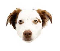 Gifsforgood Sticker by Red Beard