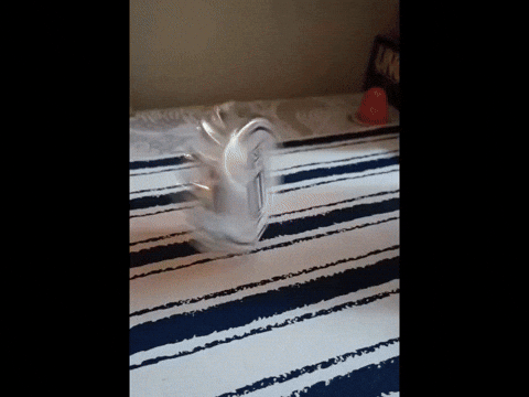 fechata giphyupload GIF