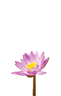 Flower Grow Sticker by Apply