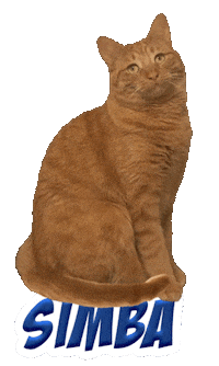 Cat Ginger Sticker