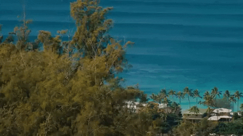 Surfing Hawaii GIF by 50statesproject