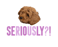 Dog Seriously Sticker by theinstagramexpert