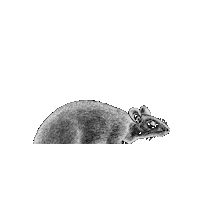 Rat Sticker by Insta Book Tours