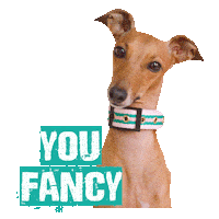 You Fancy Italian Greyhound Sticker