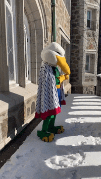 Gulls GIF by Endicott College