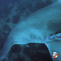 Discovery Channel Ocean GIF by Shark Week