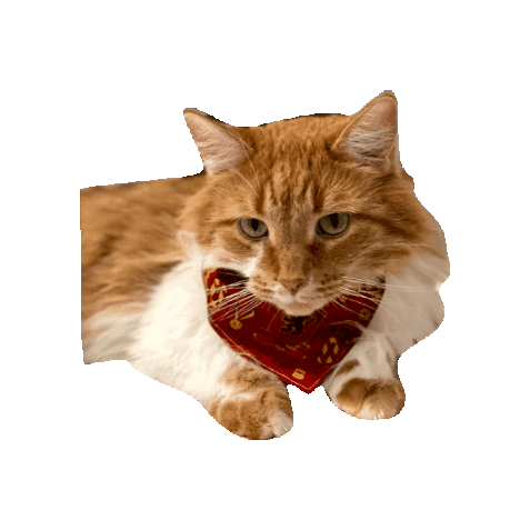 Harry Potter Cat Sticker by Geekster Pets
