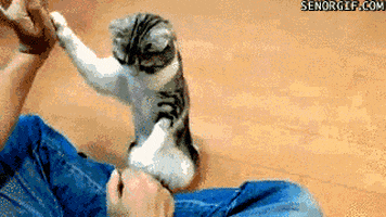 cat training GIF by Cheezburger