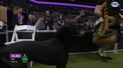Dogs Agility GIF by Westminster Kennel Club