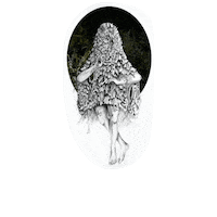 ellyheise art artist drawing contemporaryart Sticker