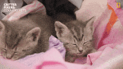 National Geographic Love GIF by Nat Geo Wild