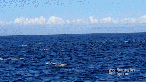 humpback whale ocean GIF by Monterey Bay Aquarium