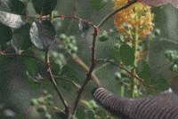 Shoot Firecracker GIF