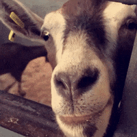 GIF by Random Goat