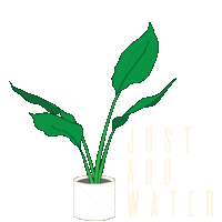 Growing Bird Of Paradise Sticker by Wildflora LA