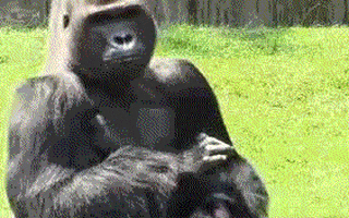 Wildlife gif. Gorilla appears straight-faced while clapping his hands.