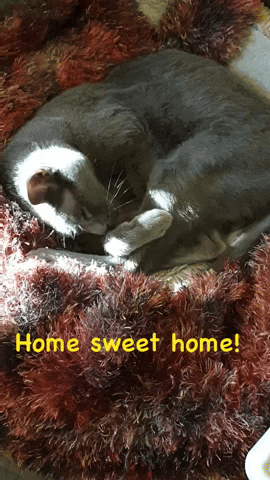 lynettearden cat home sweet home GIF