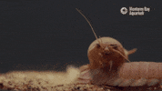 Deep Sea Ocean GIF by Monterey Bay Aquarium