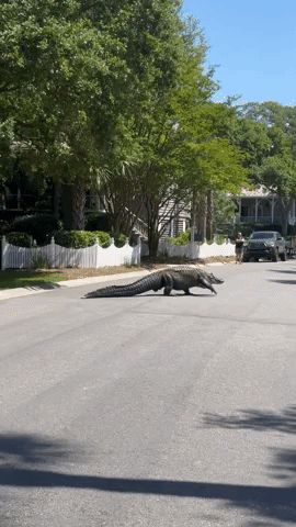 Huge Alligator Lumbers Across Road