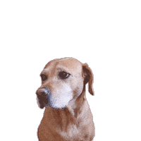 Labrador Retriever Cute Dog Sticker by MC Bruddaal