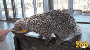 Hungry Food GIF by Brookfield Zoo