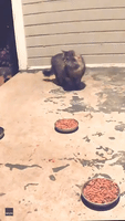 Cat Makes Hasty Exit as Raccoons Steal Food