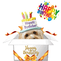 Happy Birthday Cute Dog Sticker by Pimp Yo Pets