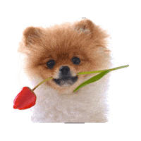 passion love STICKER by imoji