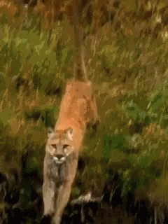 Cougar GIF by memecandy