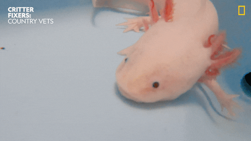 National Geographic Vet GIF by Nat Geo Wild