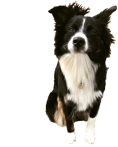 Dog Wow Sticker by Tales&Tails