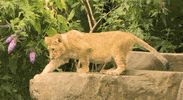GIF by Planckendael