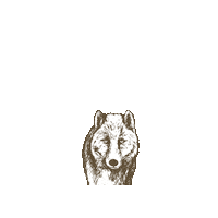 faunakids wolf fauna faunaie faunakids Sticker