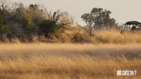 Lion Fight on the Savannah