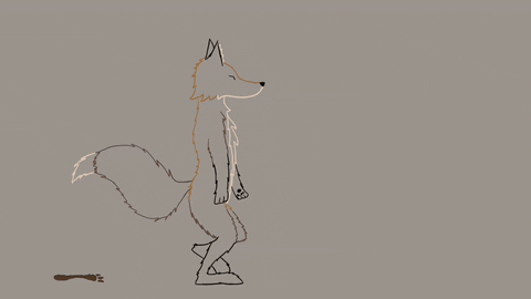 a fox walking and swinging his arms back and forth with his head bobbing up and down with his ears flopping up and down and his head held up high and leaving muddy foot prints in the sand