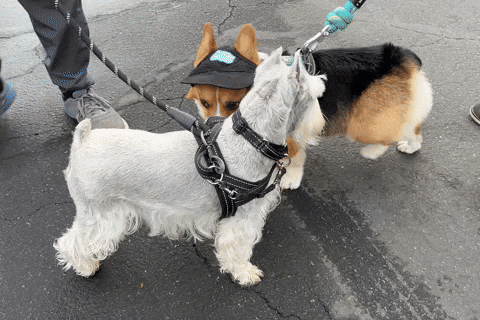 Dog Corgi GIF