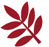 estudiobizu plant plantlover dpv decoracaopravoce Sticker