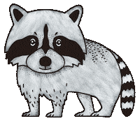 Wildlife Raccoon Sticker by Decorating Outlet