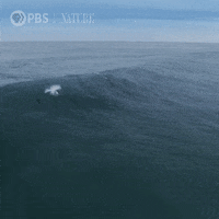 Leaping Marine Life GIF by Nature on PBS