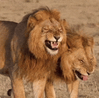 Funny Lion GIF