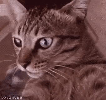 kicks catnip GIF